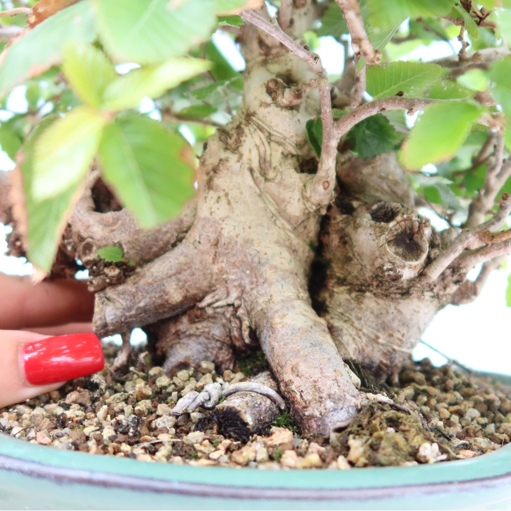 Bonsai da esterno -Carpinus Coreana - Carpino coreano