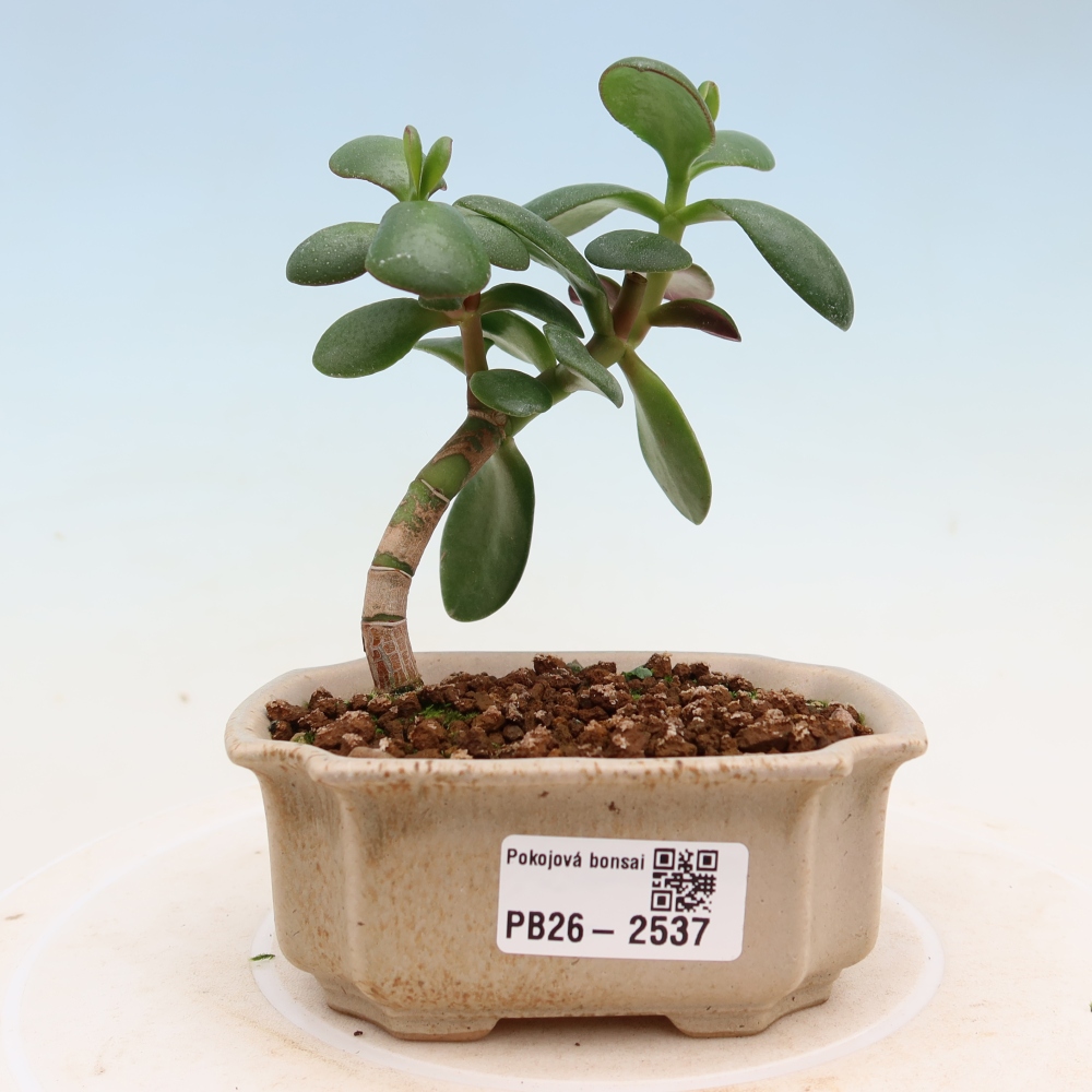 Camera bonsai - Portulakaria Afra - Tlustice