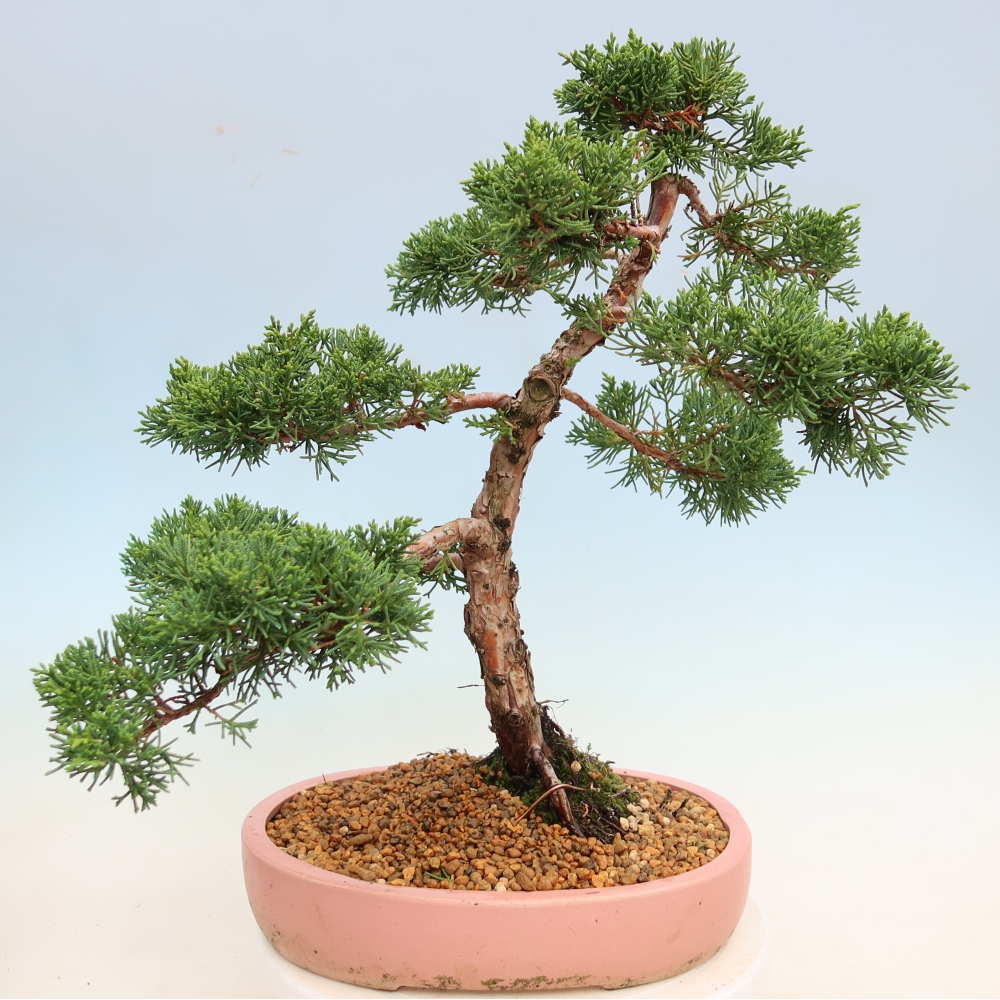 Bonsai da esterno - Juniperus chinensis Kishu