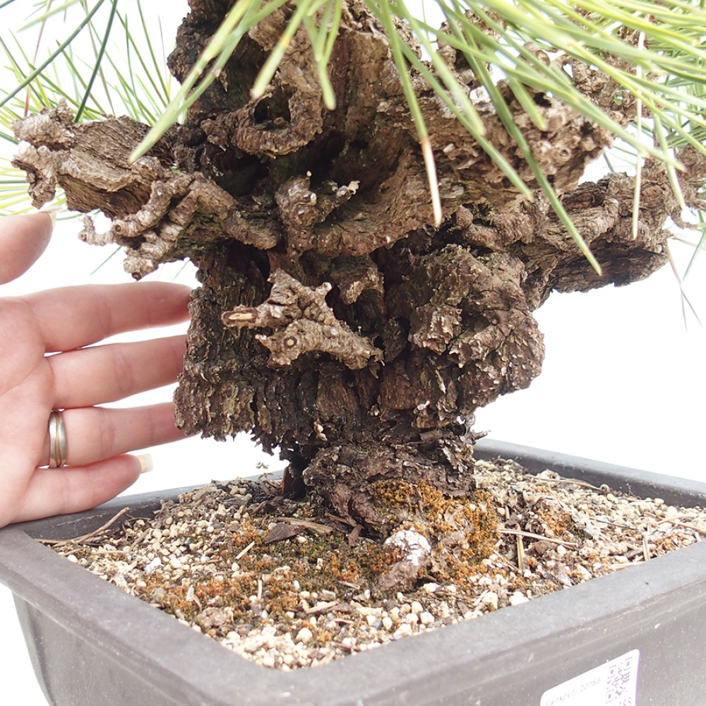 Bonsai da esterno - Pinus thunbergii - Pino di Thunberg