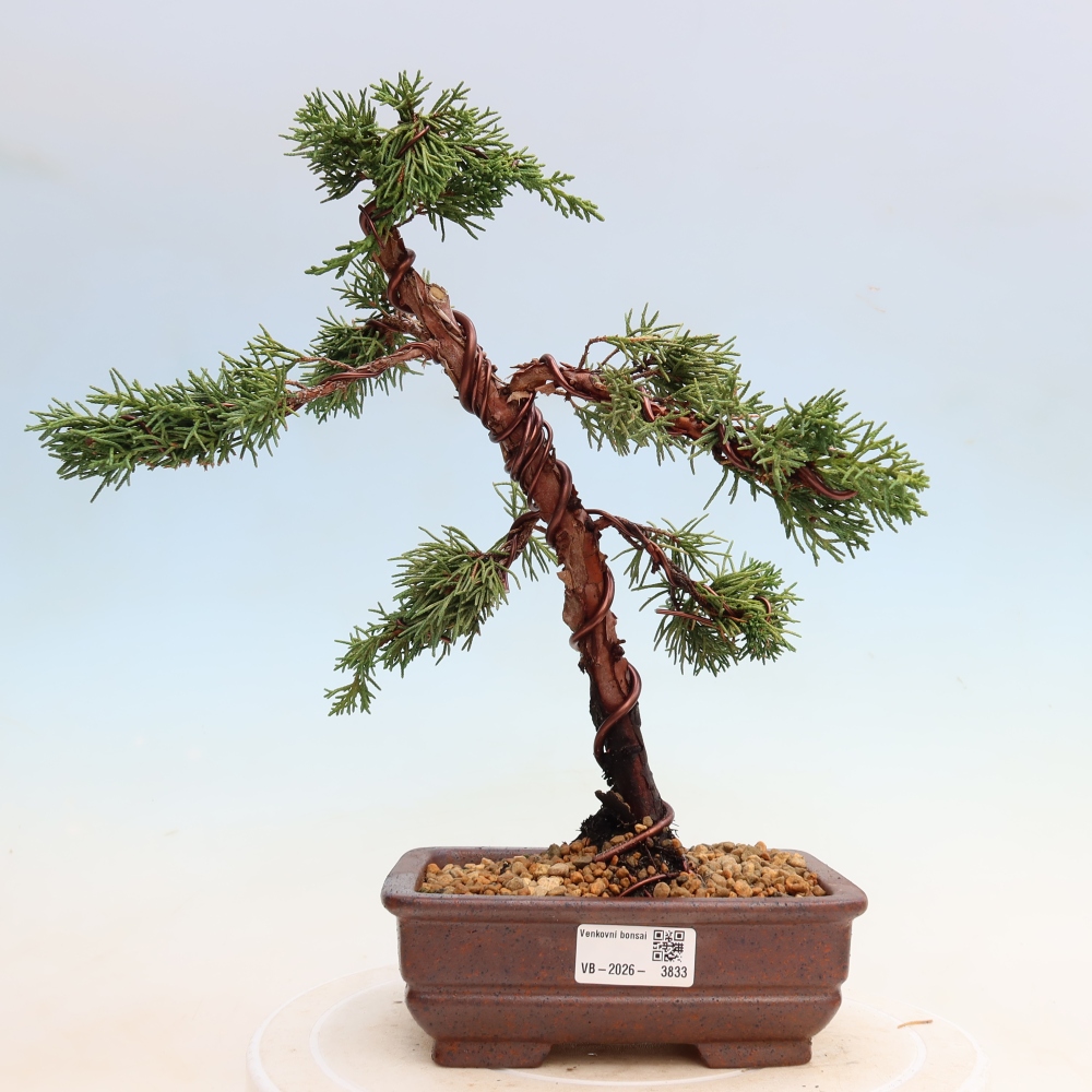 Bonsai da esterno - Juniperus chinensis Kishu