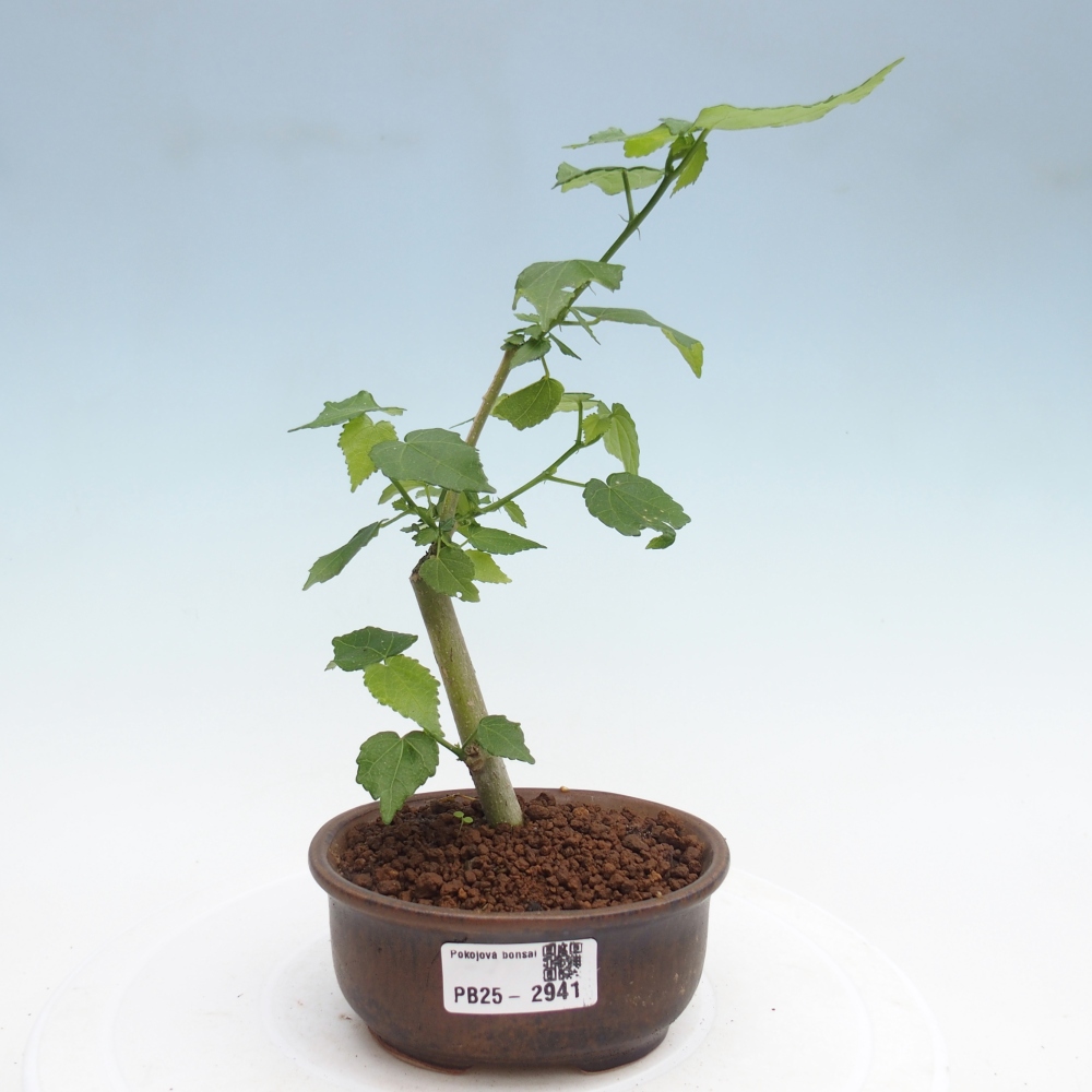 Bonsai da interno - Malvaviscus arboreus