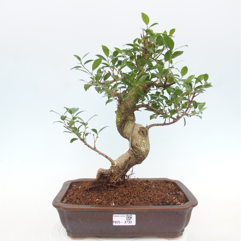 Camera bonsai - Ficus kimmen - ficus a foglie piccole