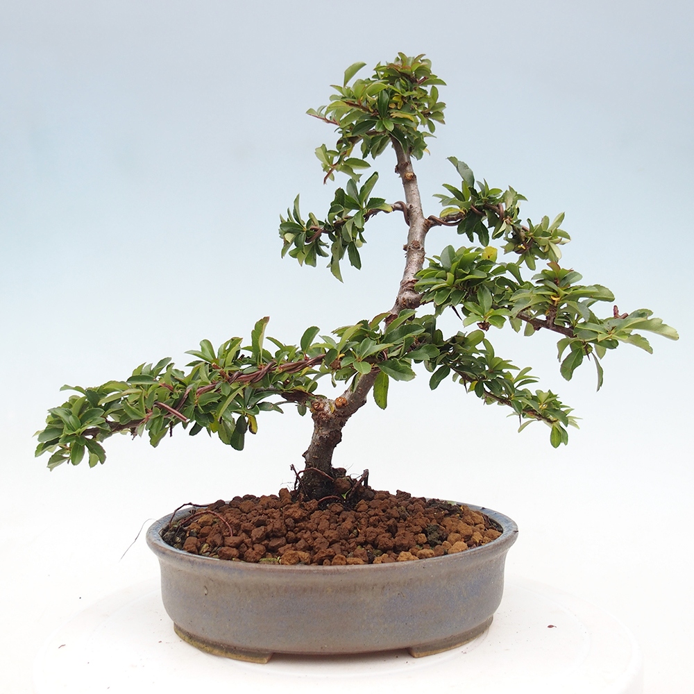 Bonsai da esterno-Pyracantha Teton -Hlox
