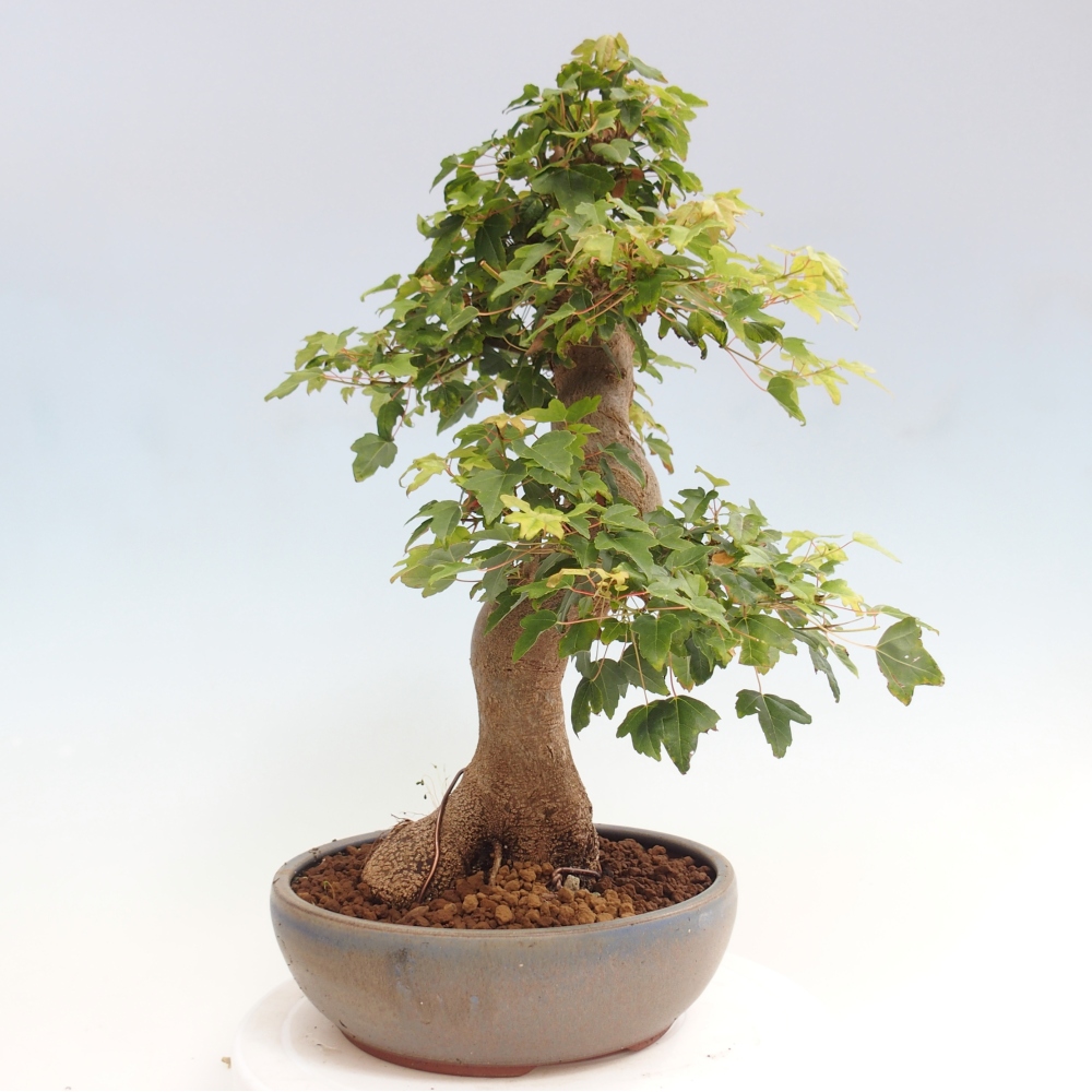 Bonsai da esterno - Acer Buergerianum - Acero di Burger