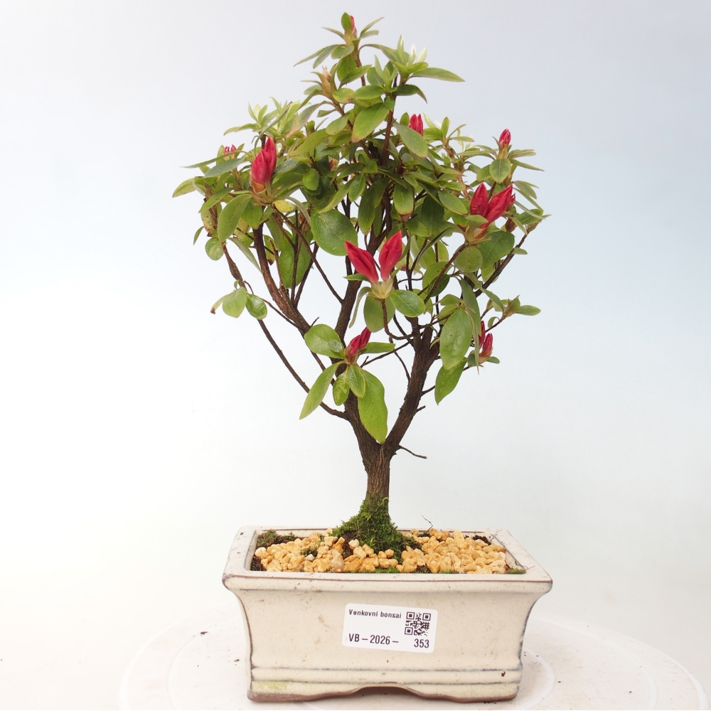 Bonsai da esterno - Azalea giapponese - Azalea sp.