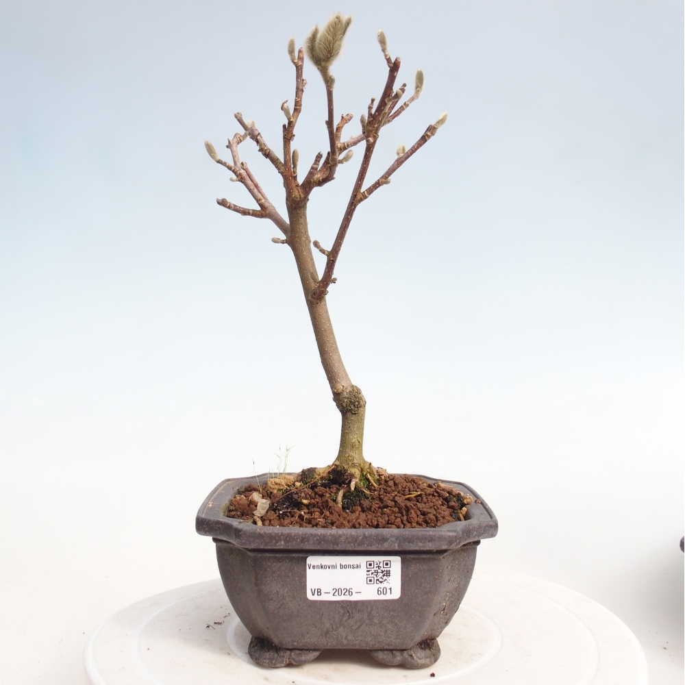 Bonsai da esterno - Magnolia stellata