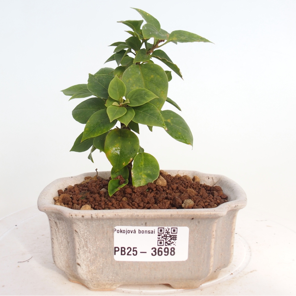 Camera bonsai - Bouganwilea