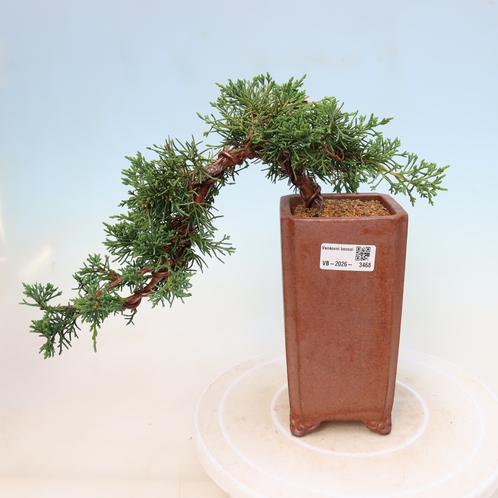 Bonsai da esterno - Juniperus chinensis Kishu