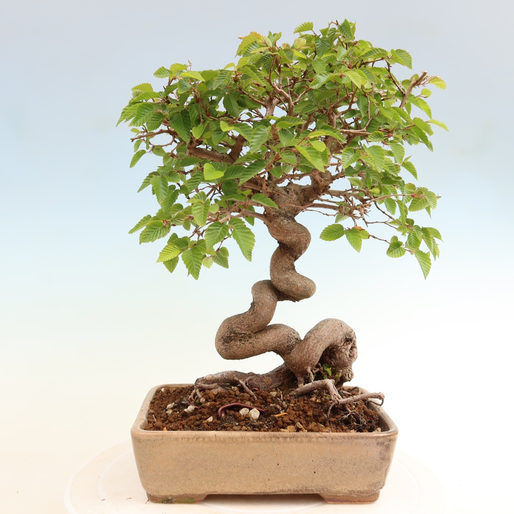 Bonsai da esterno -Carpinus Coreana - Carpino coreano