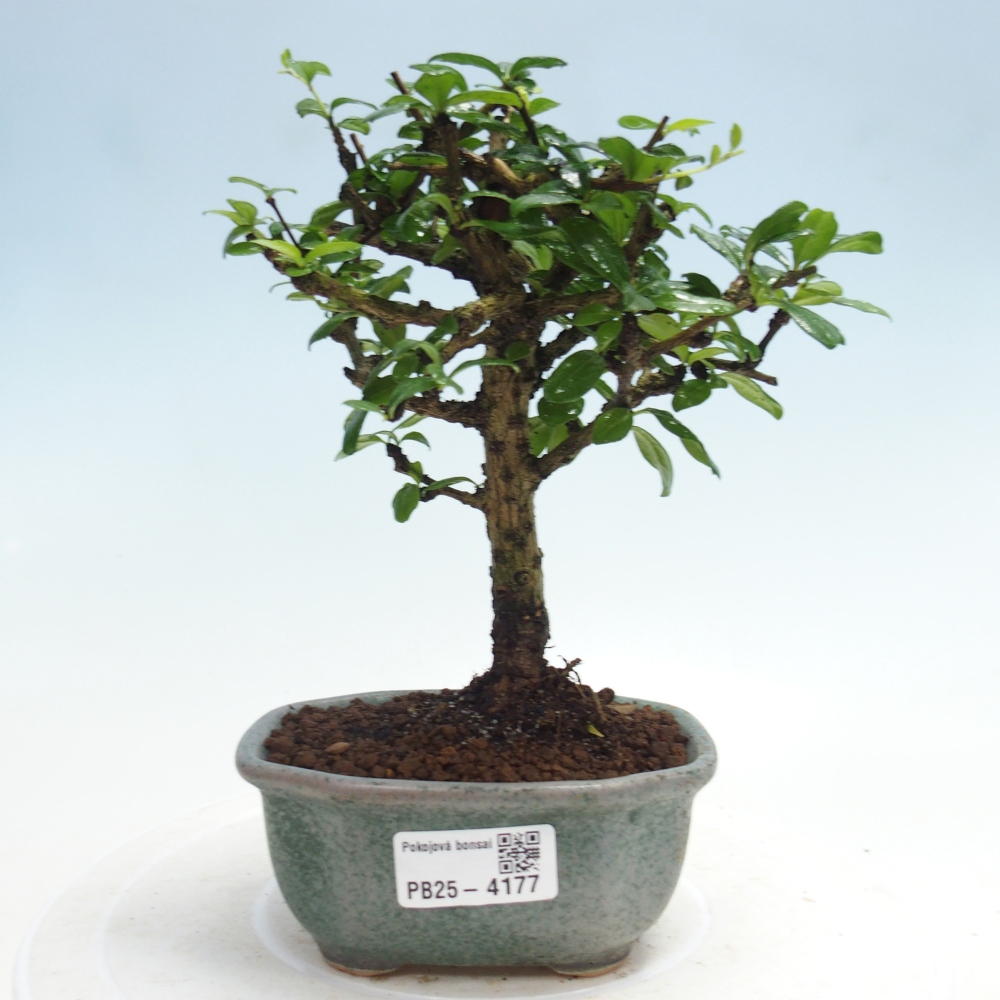 Camera bonsai - Carmona macrophylla - Tea fuki