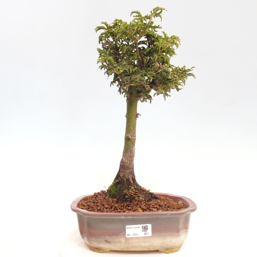Bonsai da esterno -Palma di Giava Acer palmatum Shishigashira