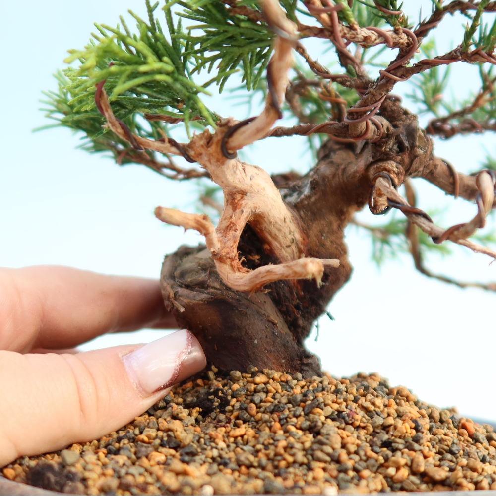 Bonsai da esterno - Juniperus chinensis Itoigawa