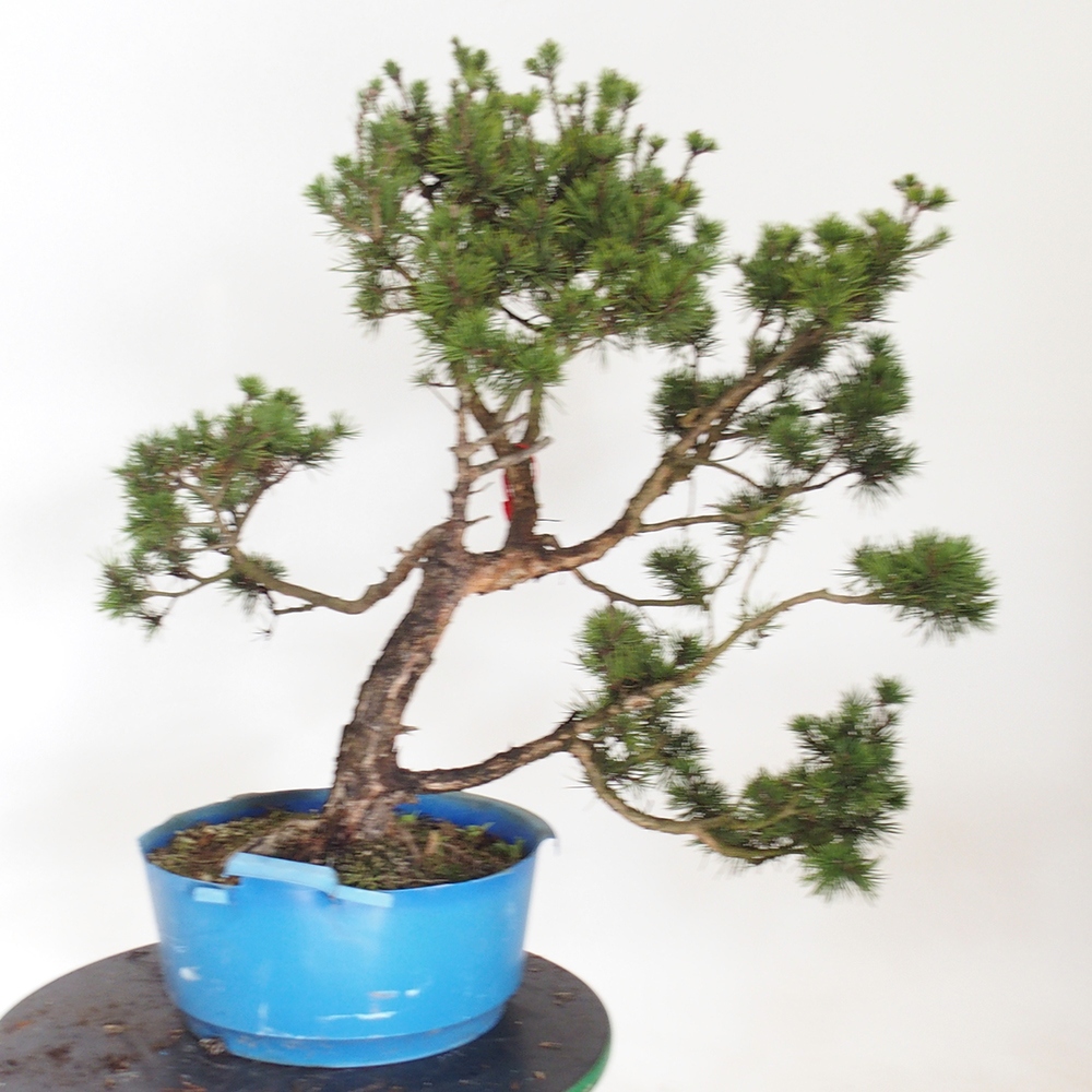 Yamadori - Pinus sylvestris Spagna
