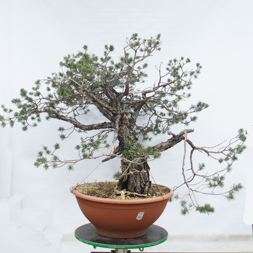 Yamadori - Pinus sylvestris Spagna