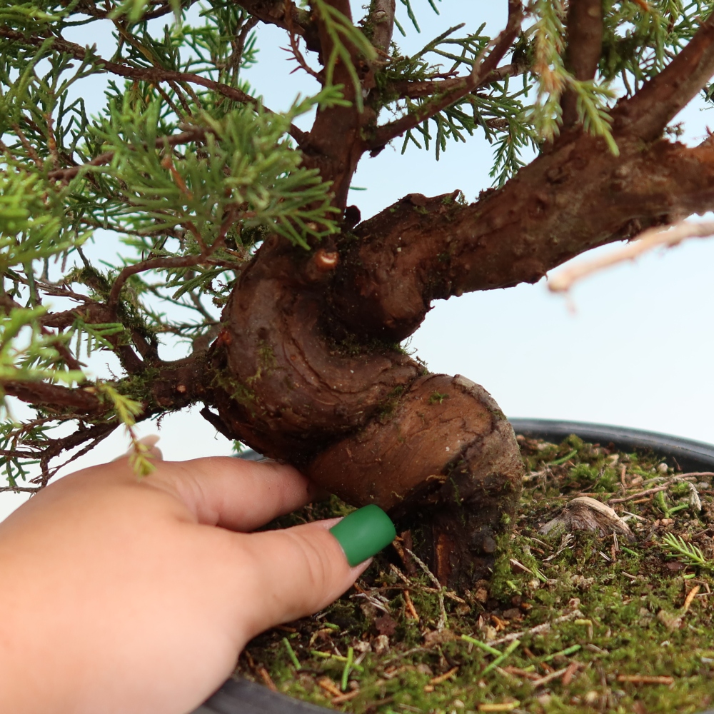 Bonsai da esterno - Juniperus chinensis Itoigawa-Juniperus chinensis