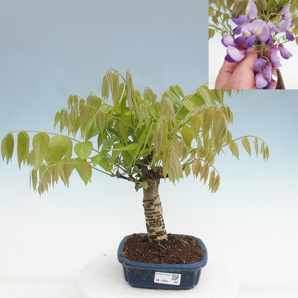Bonsai da esterno - Glicine floribunda