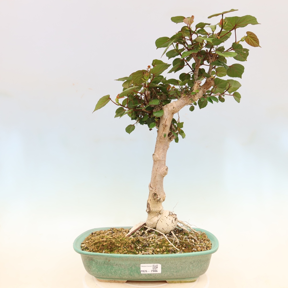 Bonsai da interno - Hibiscus tiliaceus - Ibisco marino