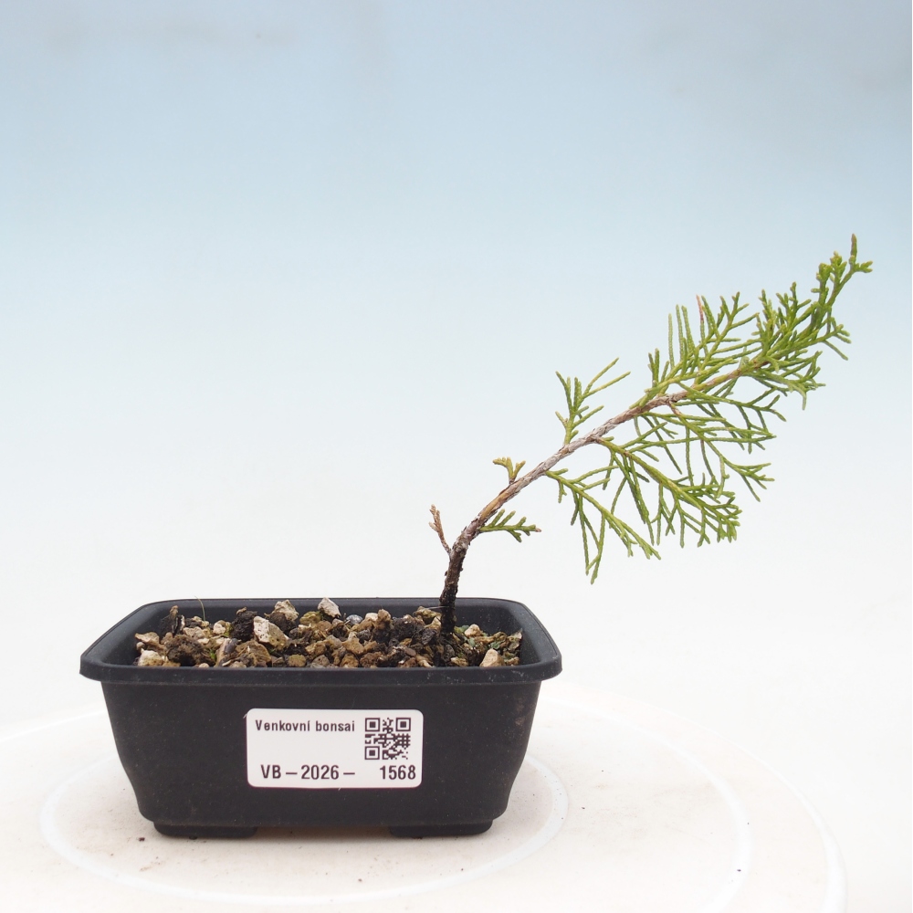 Bonsai da esterno - Juniperus chinensis Itoigawa