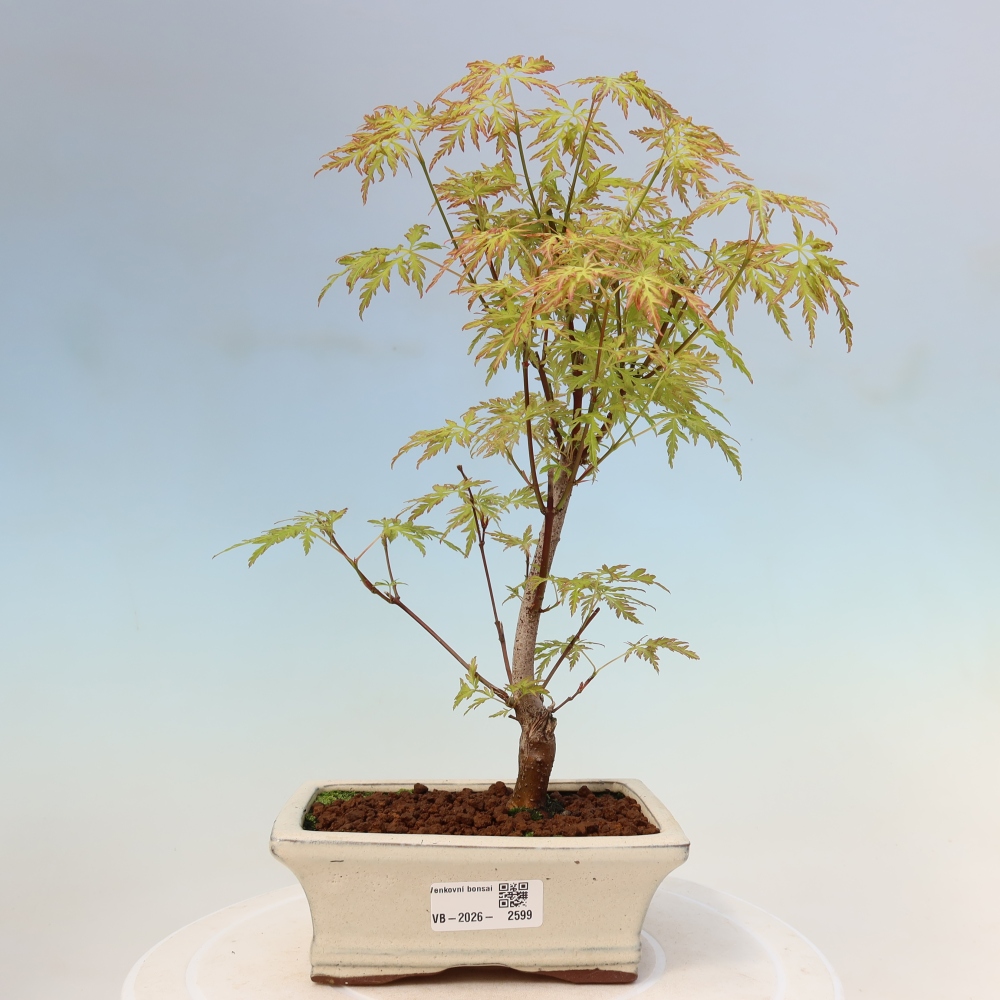 Bonsai da esterno - Acer palmatum Dissectum