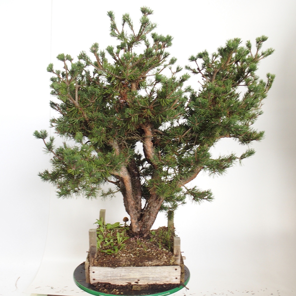 Yamadori - Pinus sylvestris Spagna