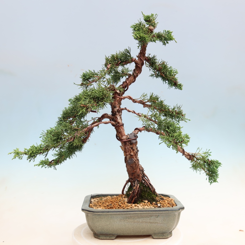 Bonsai da esterno - Juniperus chinensis Kishu