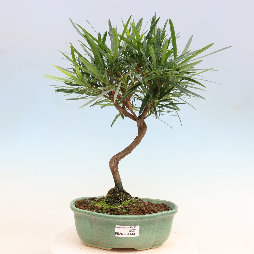 Camera bonsai - Podocarpus - Tasso delle pietre