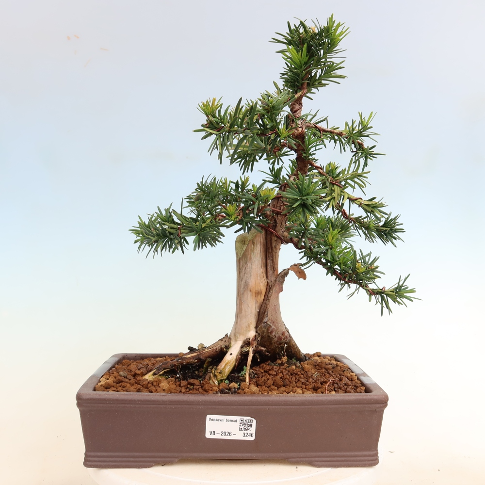 Bonsai da esterno - Taxus cuspidata - Tasso giapponese