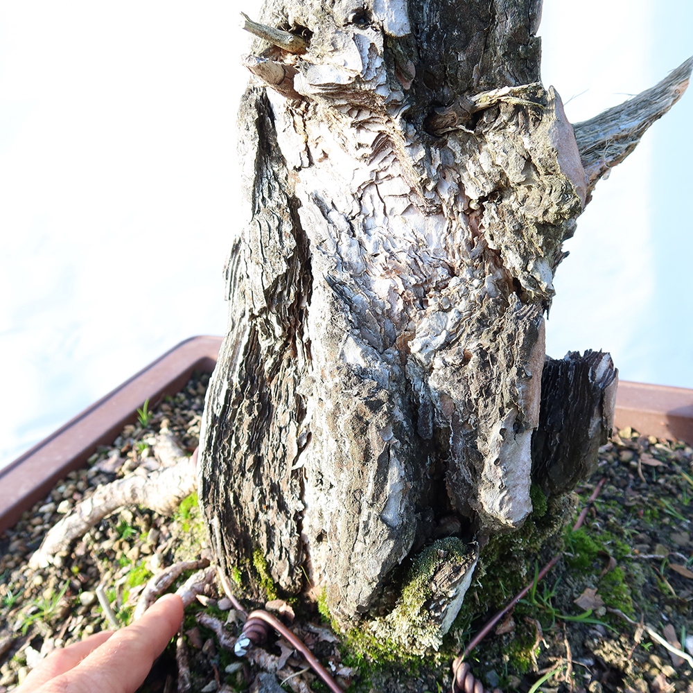 Pinus sylvestris Spagna - pino silvestre