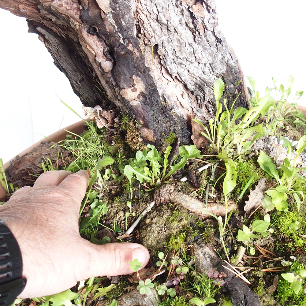 Yamadori - Pinus sylvestris Spagna