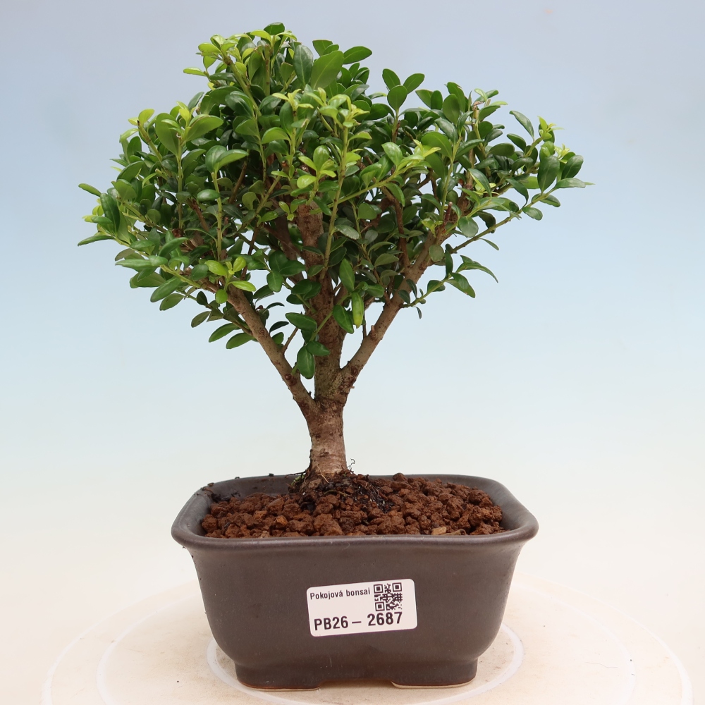 Camera bonsai - Ilex crenata - Agrifoglio