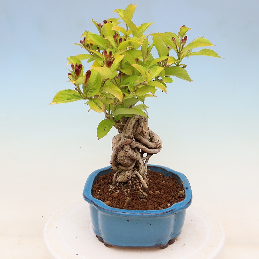 Bonsai da esterno - Weigela subsessilis - Weigela coreana