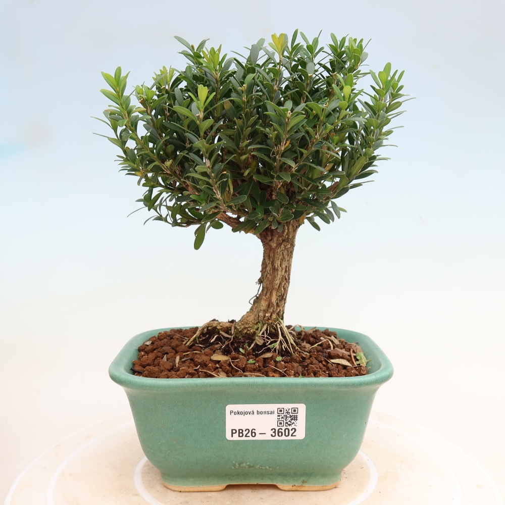 Camera bonsai - Buxus harlandii - buxus da sughero