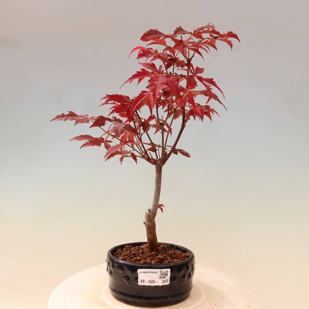 Bonsai da esterno - Palma Acer. Atropurpureum-Javor palmate