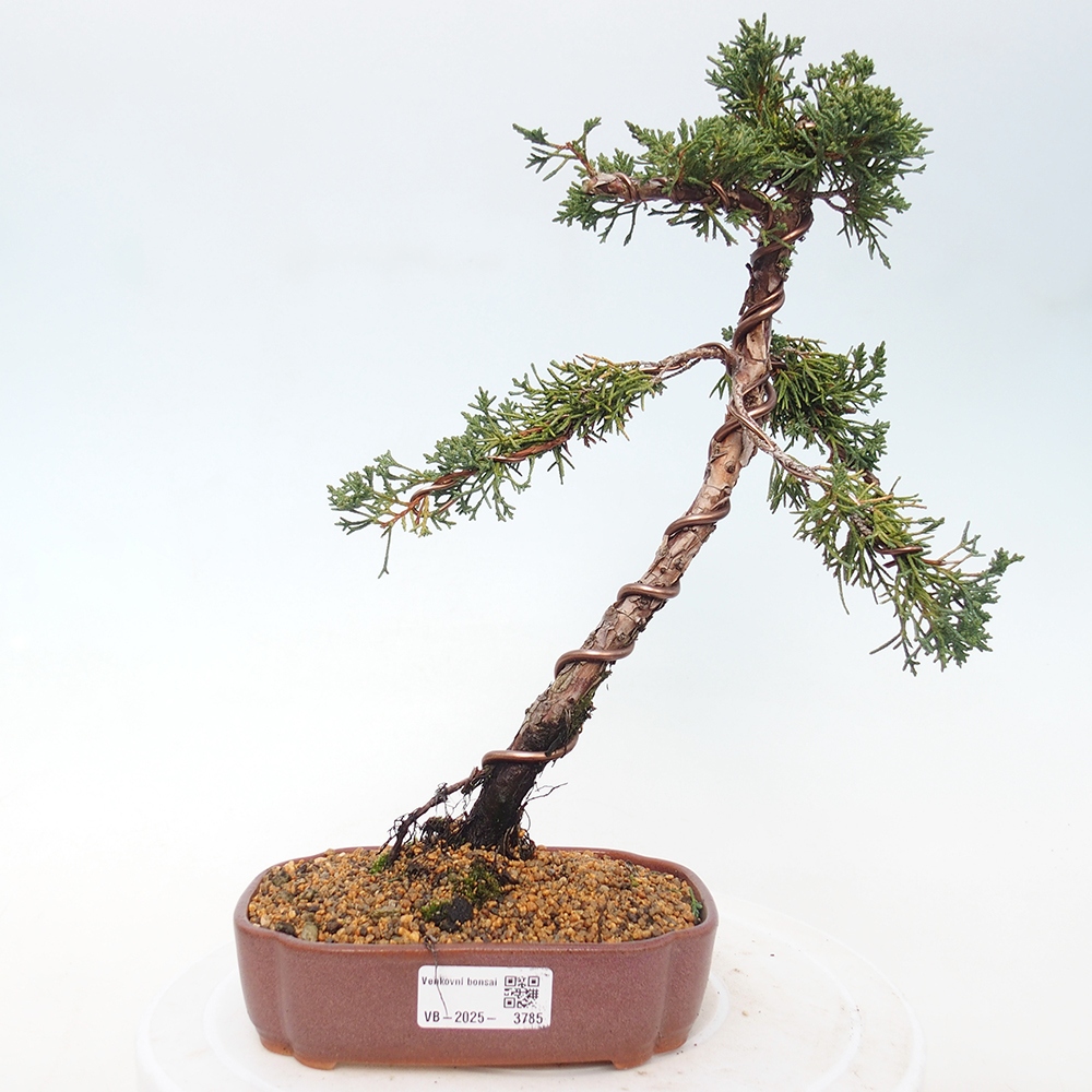Bonsai da esterno - Juniperus chinensis Kishu