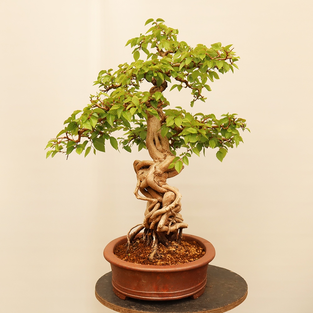 Bonsai da esterno -Carpinus Coreana - Carpino coreano