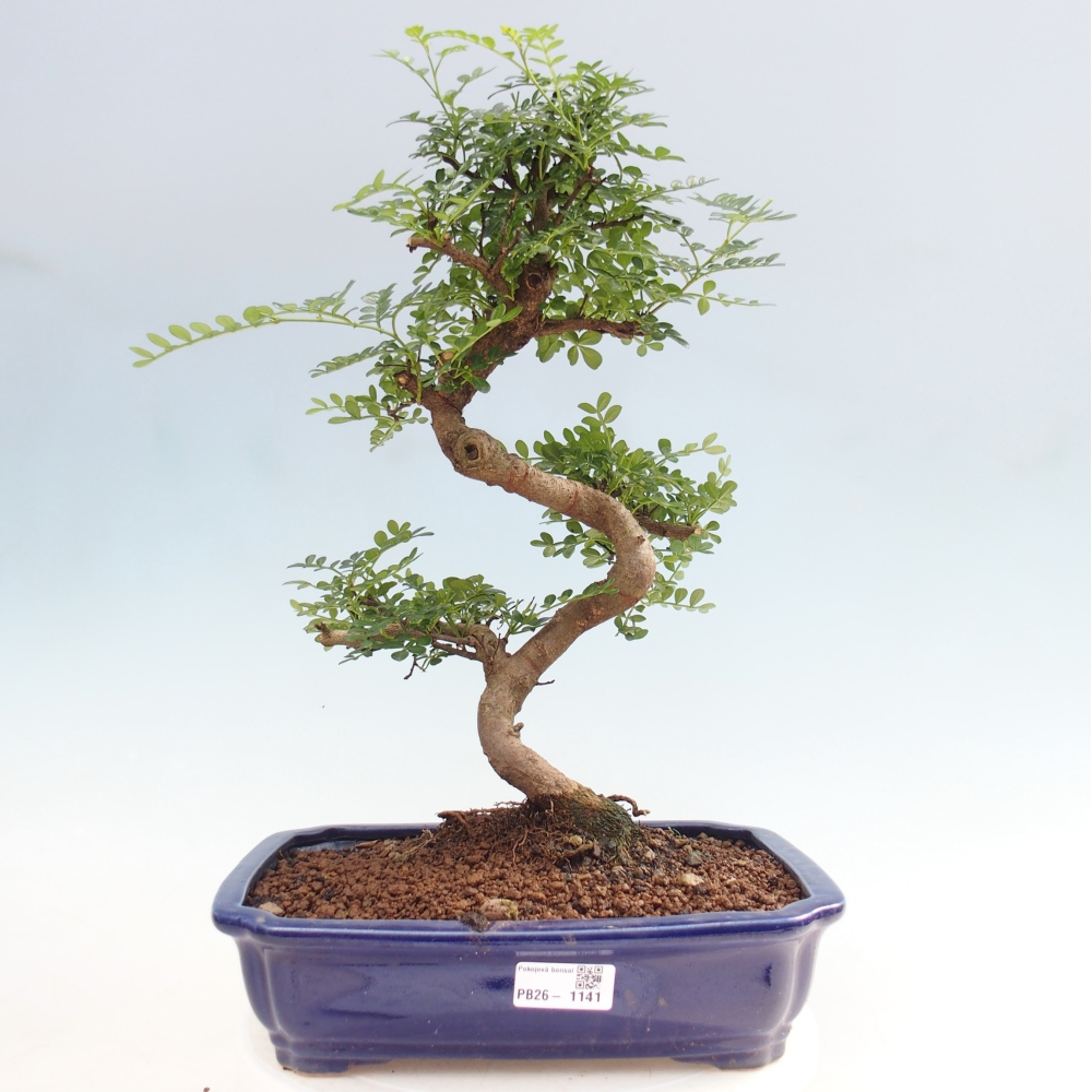 Camera bonsai - Zantoxylum piperitum - albero del pepe