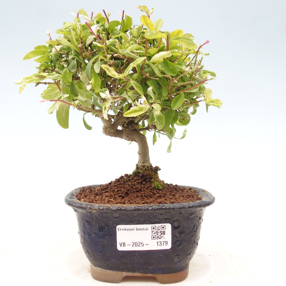 Bonsai da esterno - Ligustrum obtusifolium