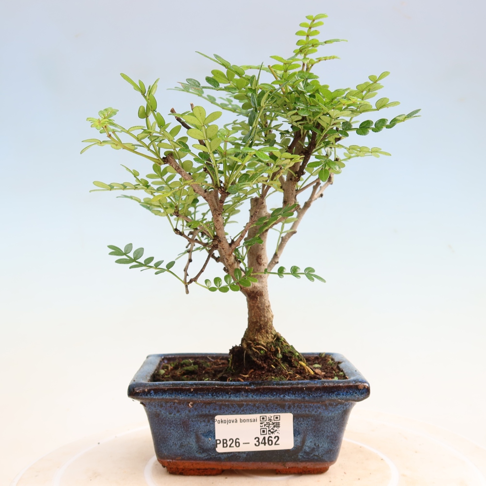 Camera bonsai - Zantoxylum piperitum - albero del pepe