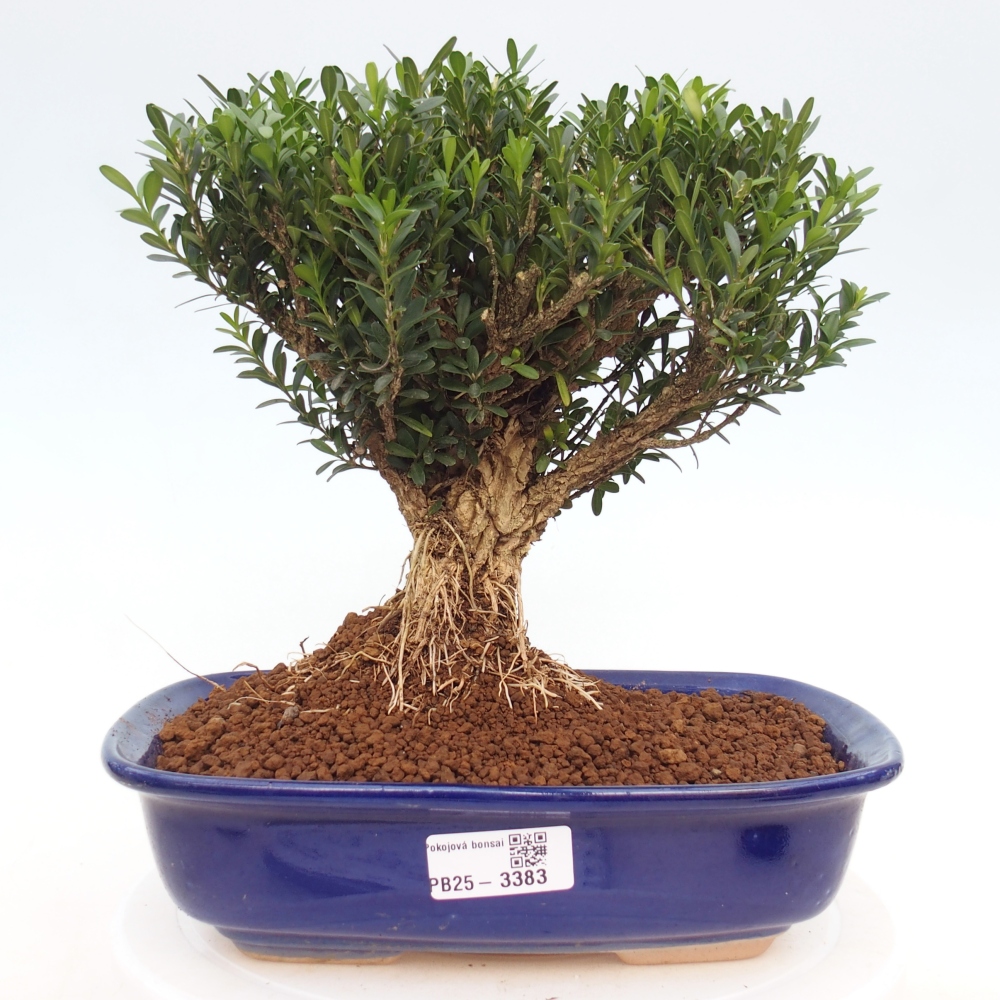 Camera bonsai - Buxus harlandii - buxus da sughero