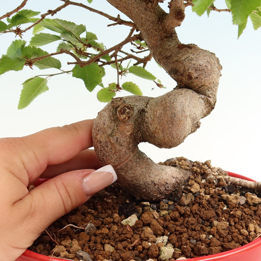 Bonsai da esterno -Carpinus Coreana - Carpino coreano
