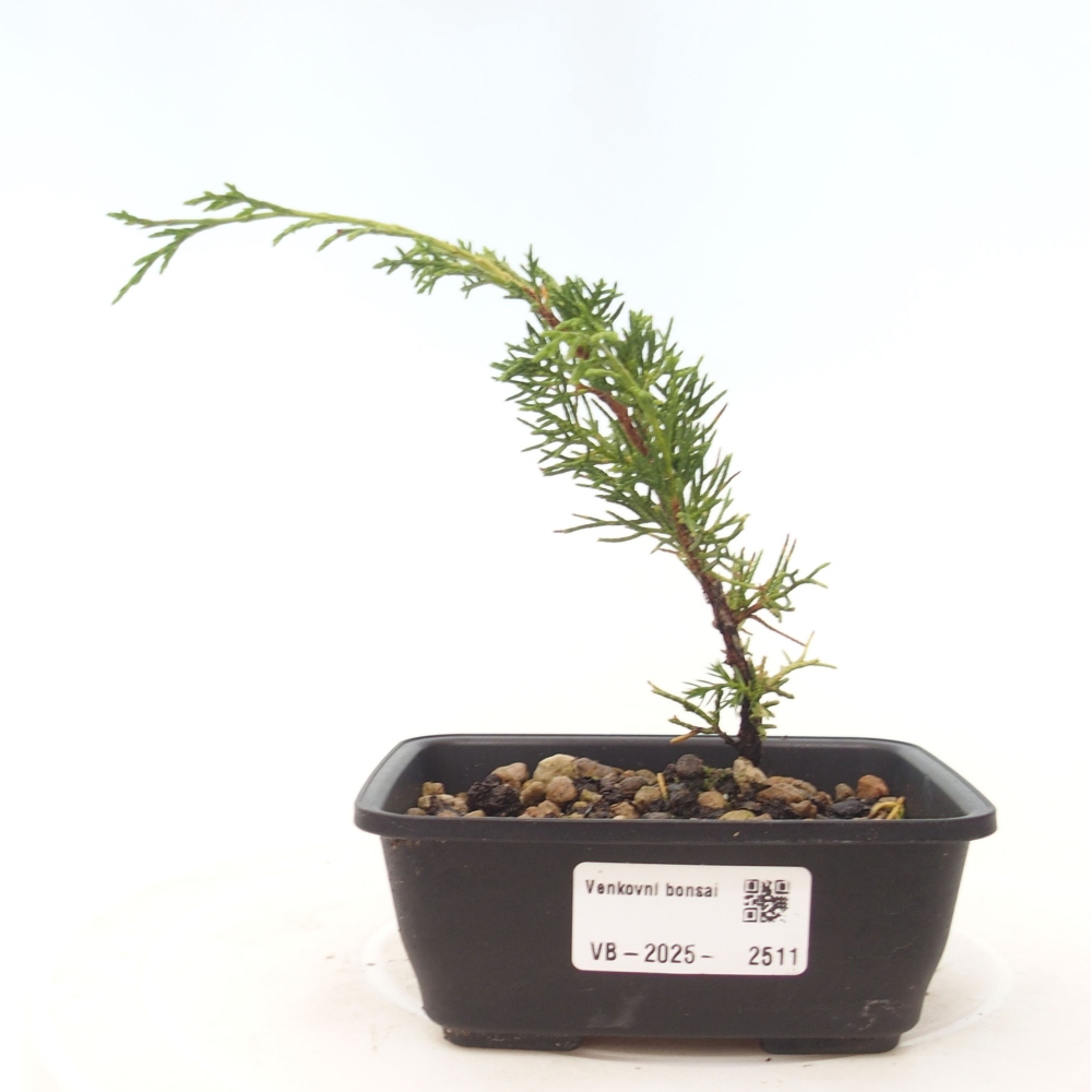 Bonsai da esterno - Juniperus chinensis Itoigawa