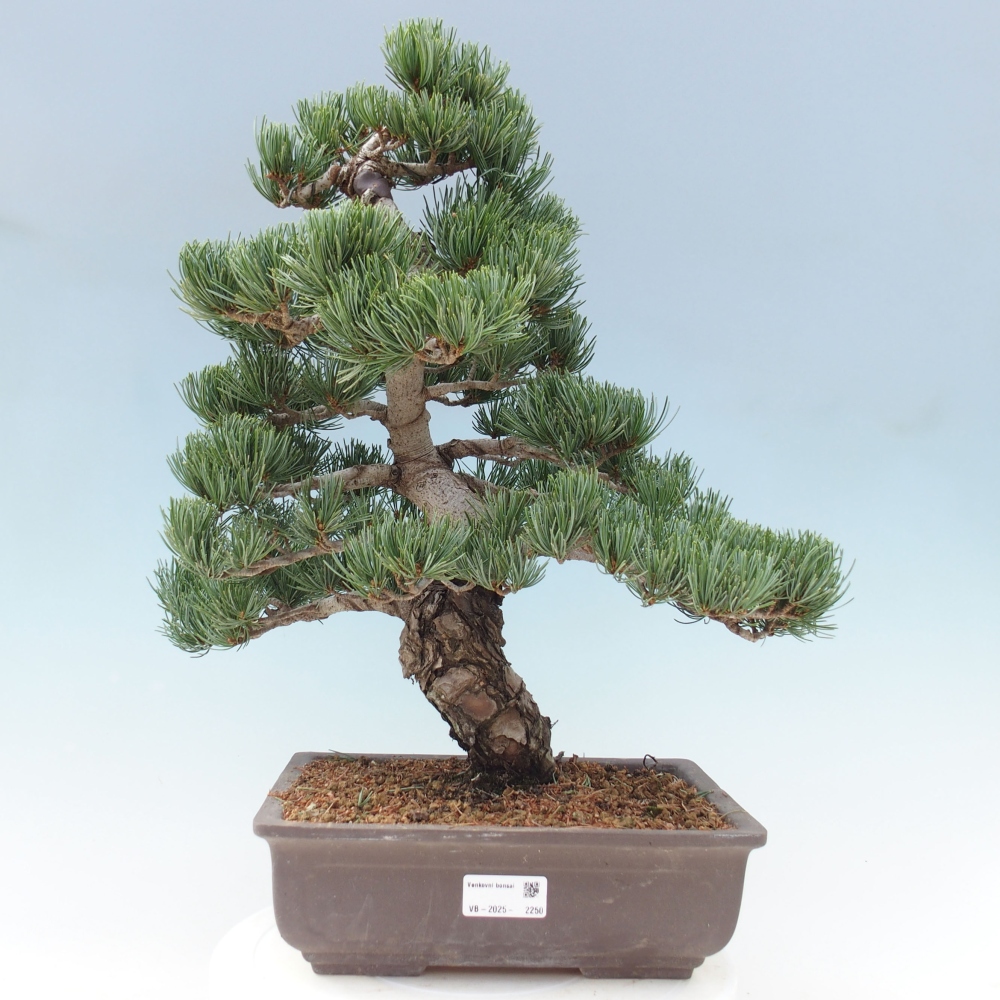 Bonsai da esterno - Pinus parviflora - Pinus parviflora
