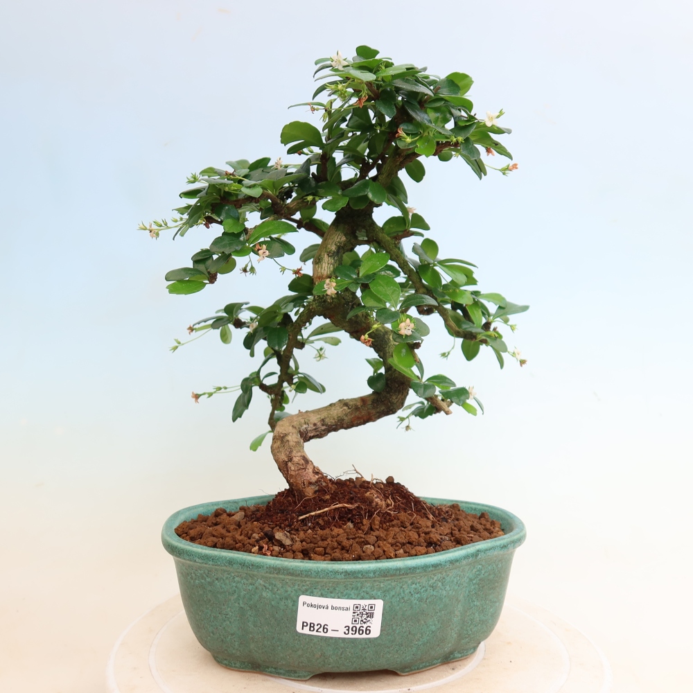 Camera bonsai - Carmona macrophylla - Tea fuki