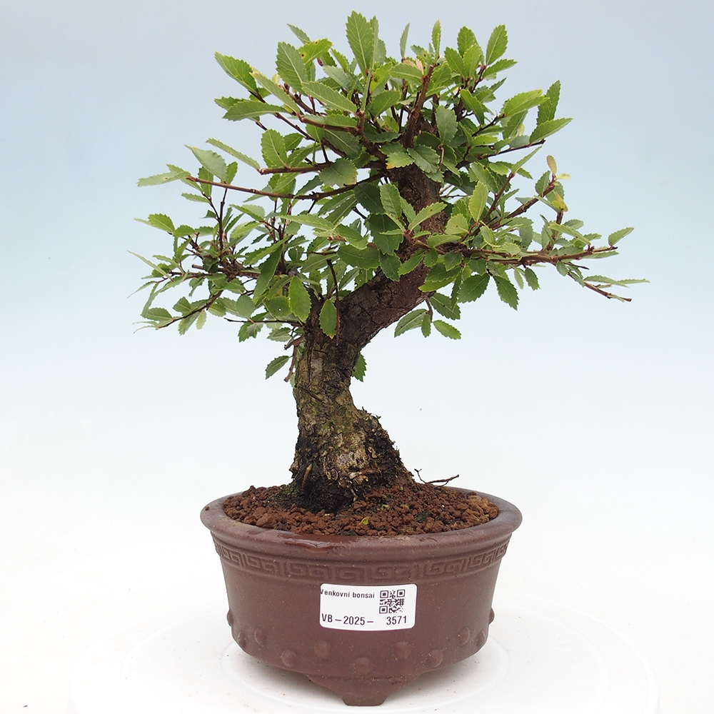 Bonsai da esterno - Zelkova - Zelkova NIRE