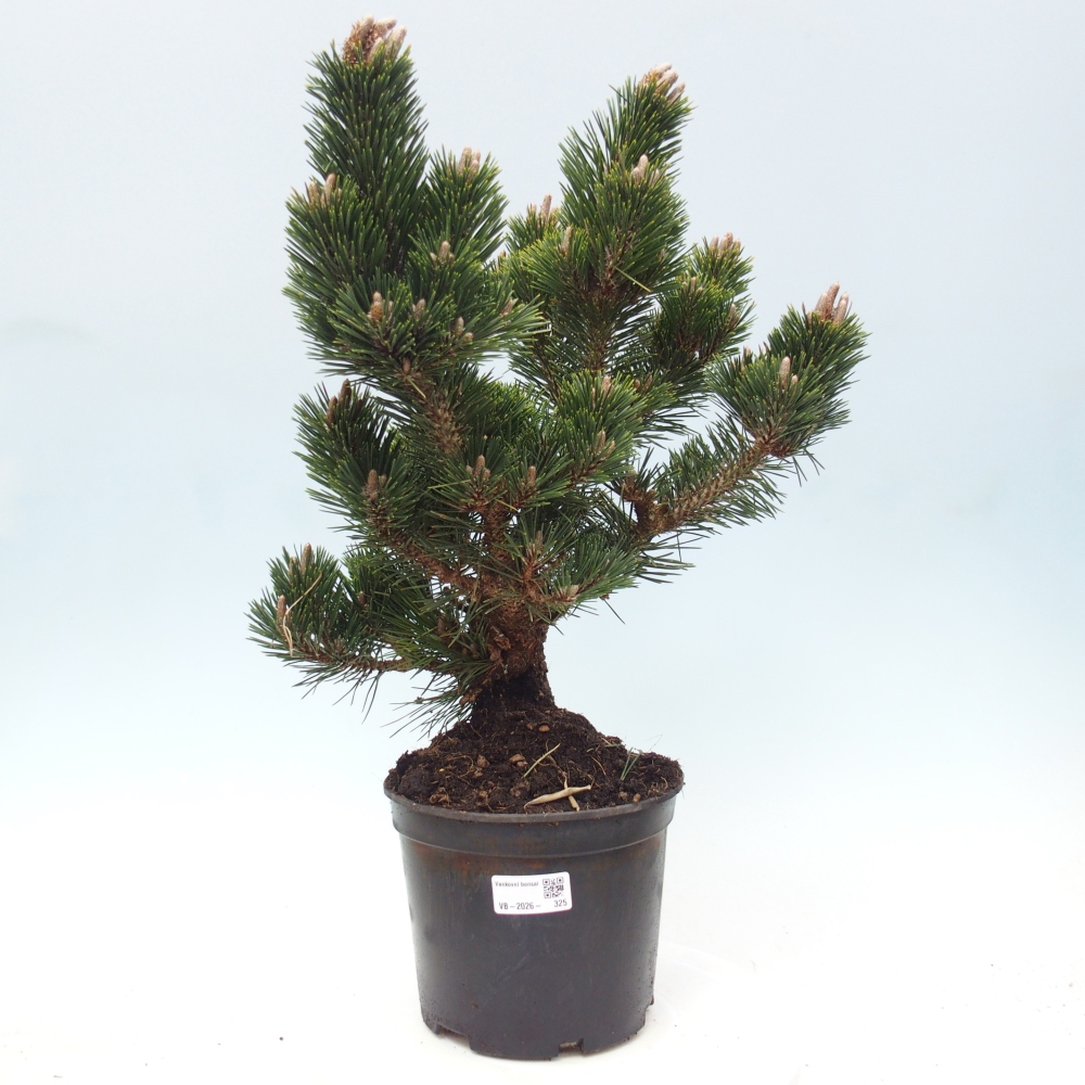Bonsai da esterno - Pinus thunbergii senjyumaru - Pino di Thunberg