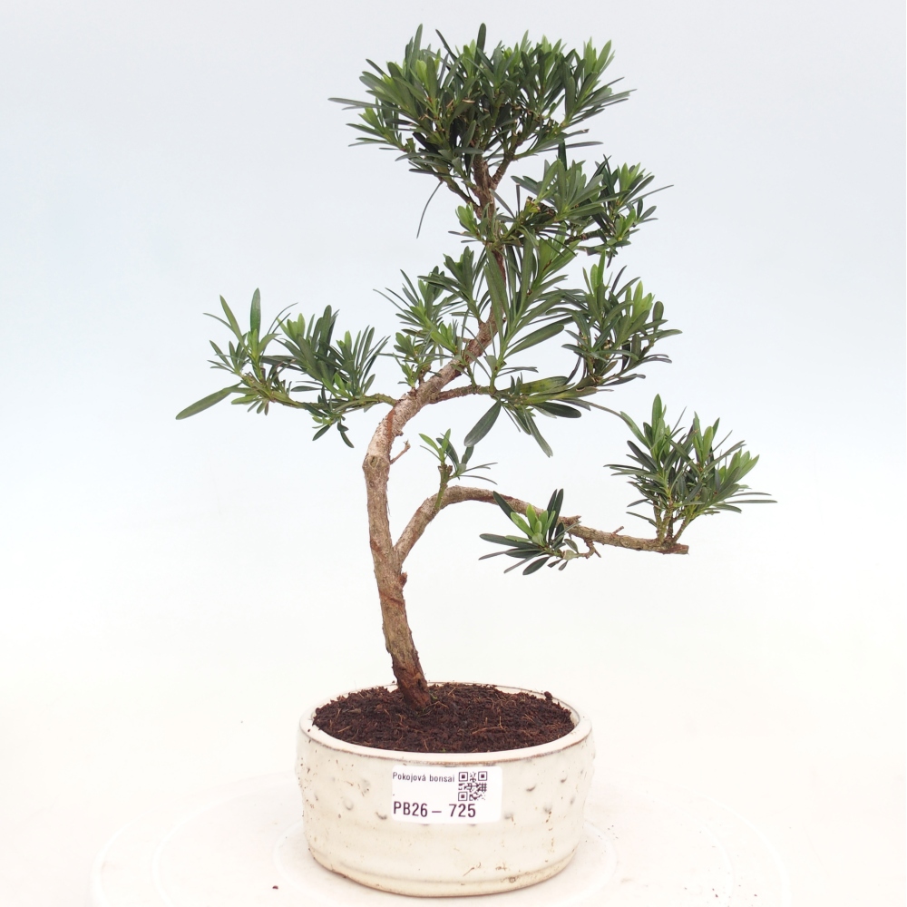 Camera bonsai - Podocarpus - Tasso delle pietre