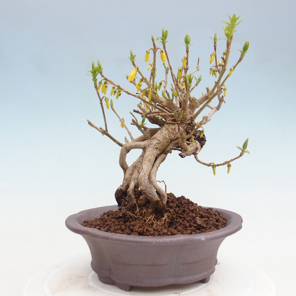 Bonsai da esterno - Zlatice - Forsythia koreana