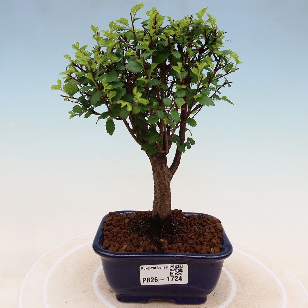 Camera bonsai - Ulmus parvifolia - Olmo a foglie piccole