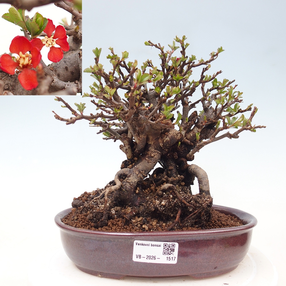 Bonsai da esterno - Chaneomeles speciosa - Cotogno